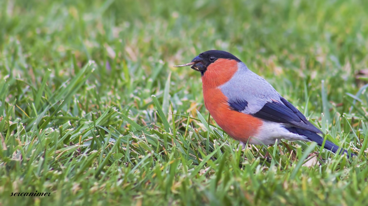Şakrak » Eurasian Bullfinch » Pyrrhula pyrrhula