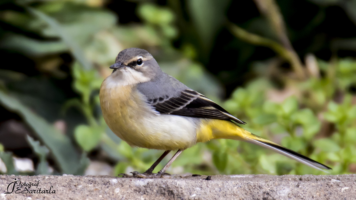 Dağ Kuyruksallayanı » Grey Wagtail » Motacilla cinerea