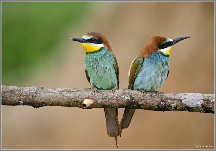 Arıkuşu » European Bee-eater » Merops apiaster