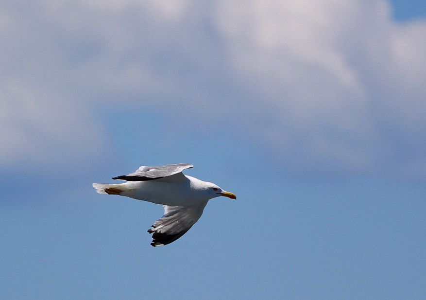 Gümüş martı » Yellow-legged Gull » Larus michahellis