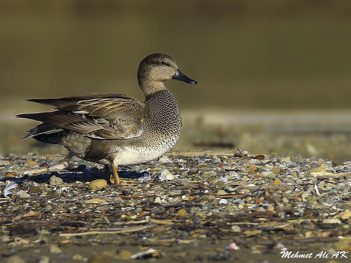 Boz ördek » Gadwall » Mareca strepera