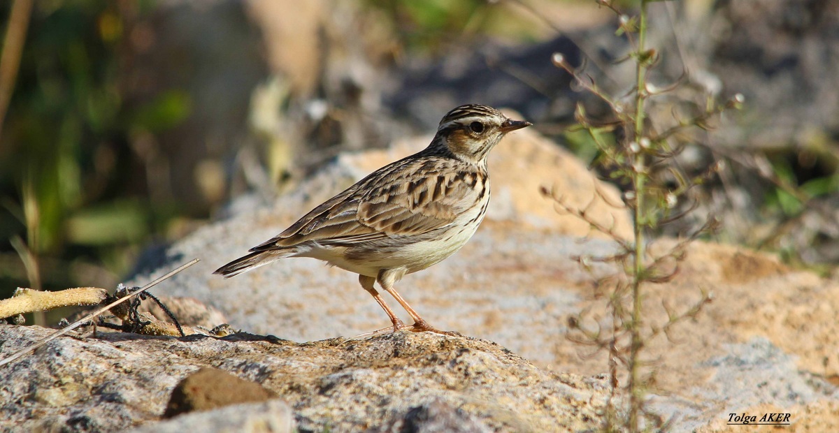 Orman toygarı » Woodlark » Lullula arborea