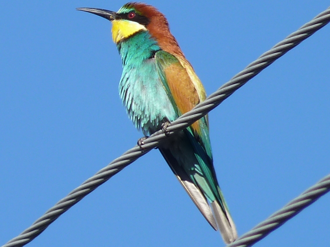 Arıkuşu » European Bee-eater » Merops apiaster