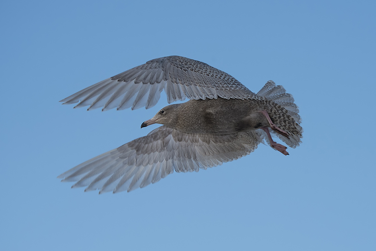 Kutup martısı » Glaucous Gull » Larus hyperboreus