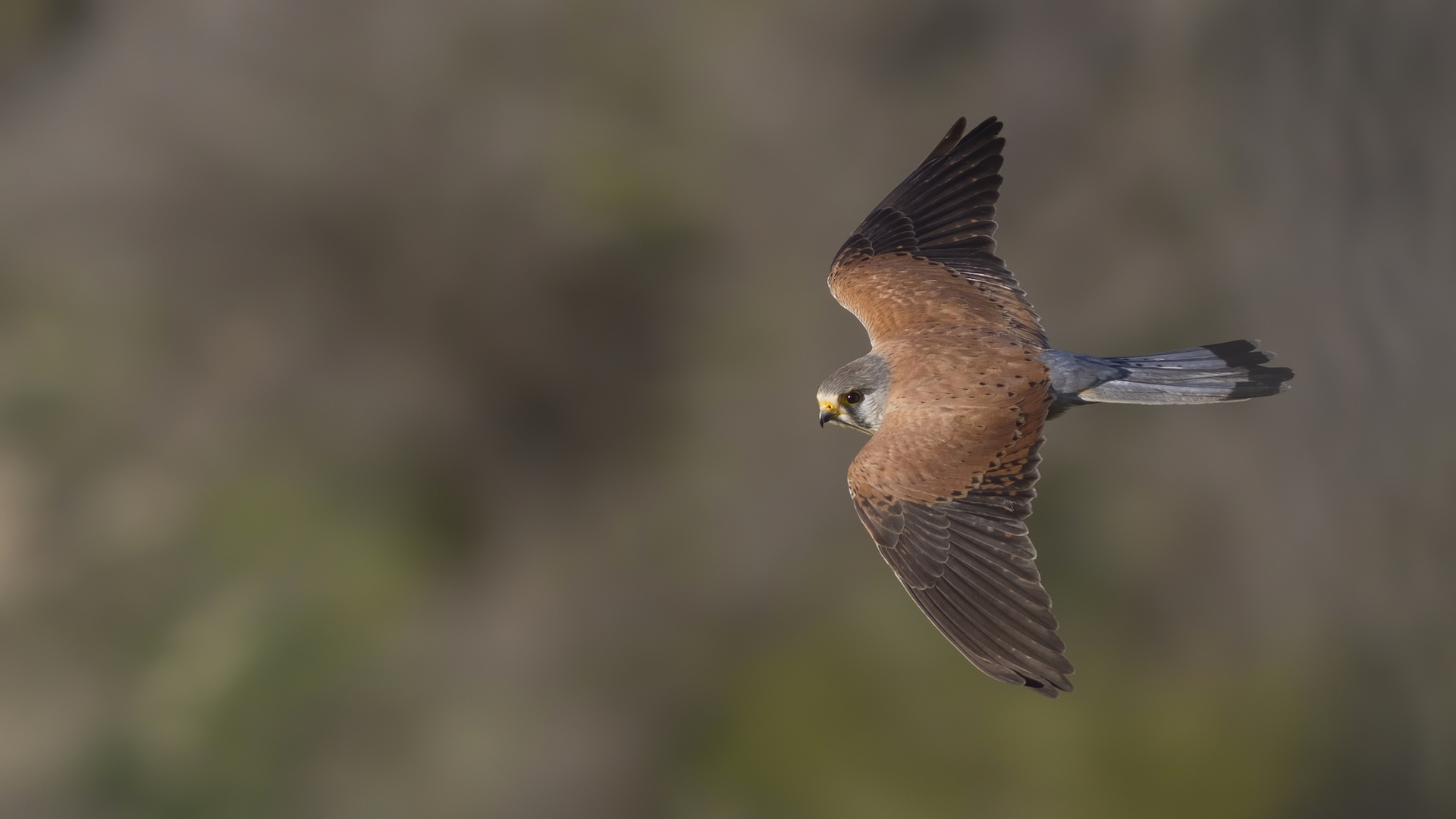 Kerkenez » Common Kestrel » Falco tinnunculus
