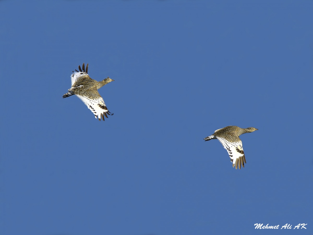 Mezgeldek » Little Bustard » Tetrax tetrax