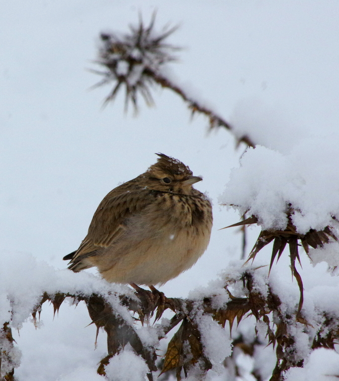 Tepeli toygar » Crested Lark » Galerida cristata