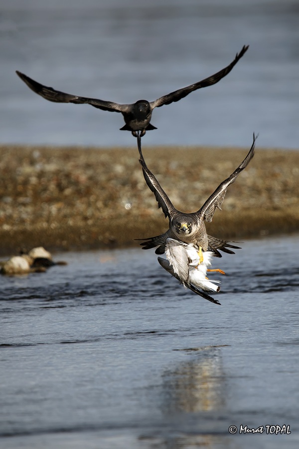 Gök doğan » Peregrine Falcon » Falco peregrinus
