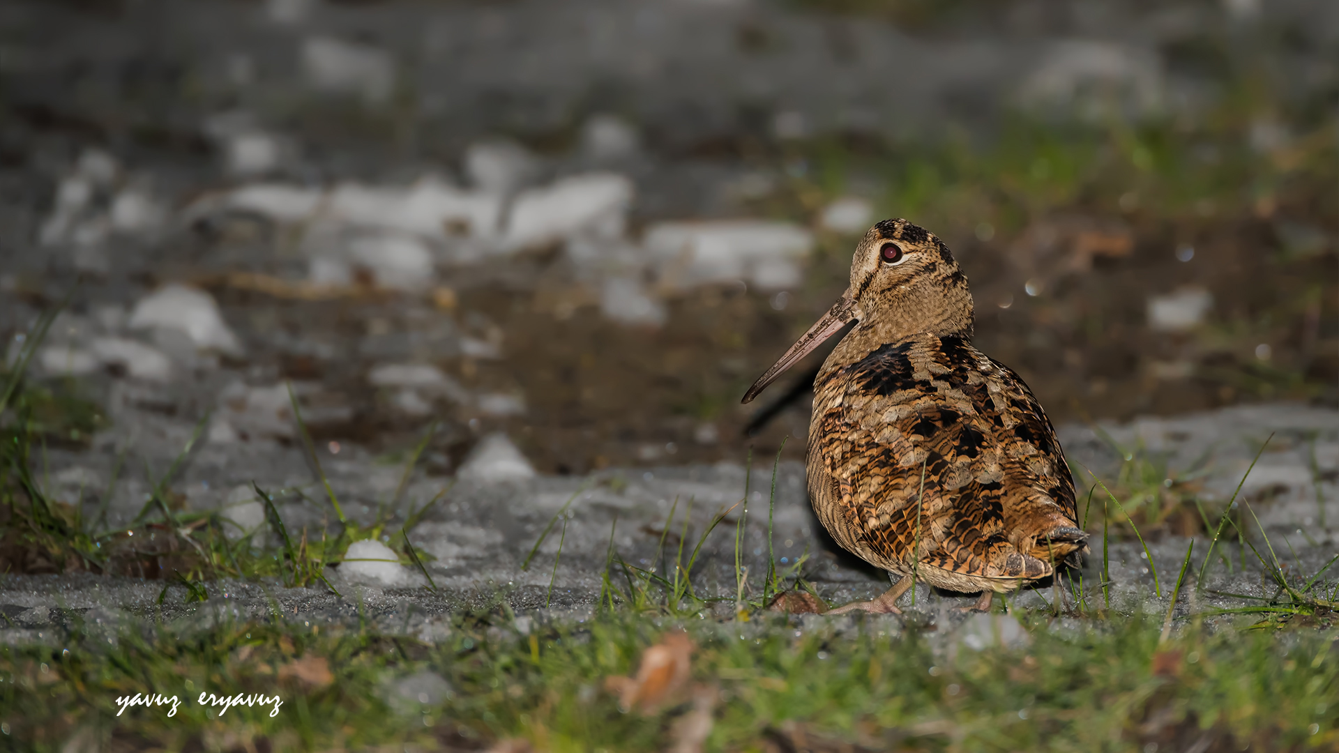 Çulluk » Eurasian Woodcock » Scolopax rusticola