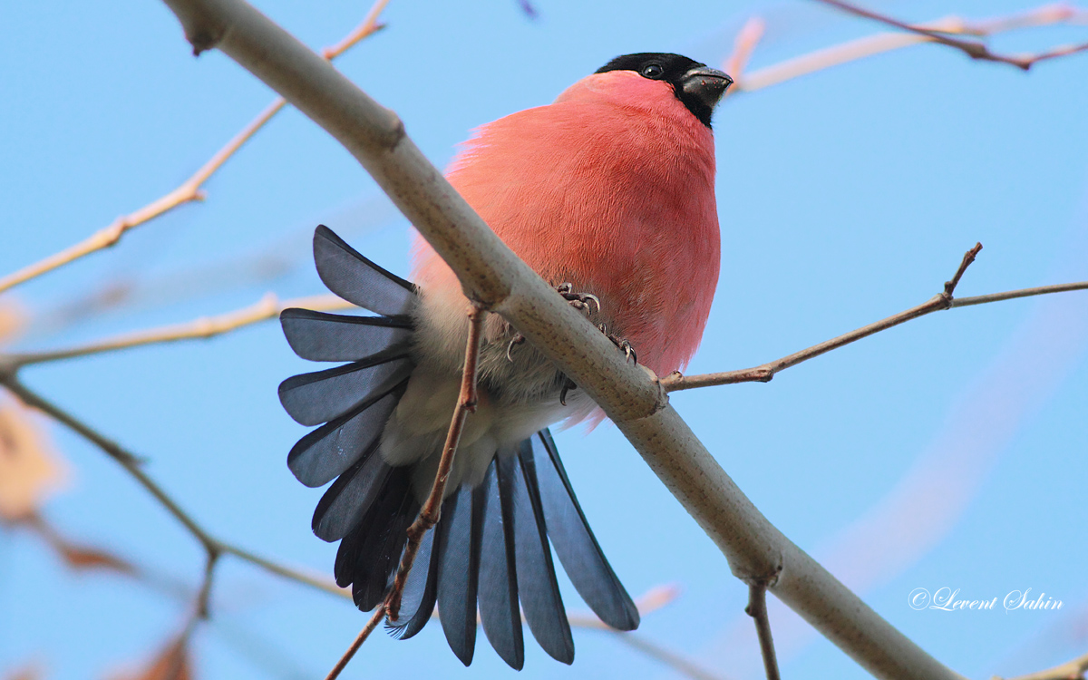 Şakrak » Eurasian Bullfinch » Pyrrhula pyrrhula