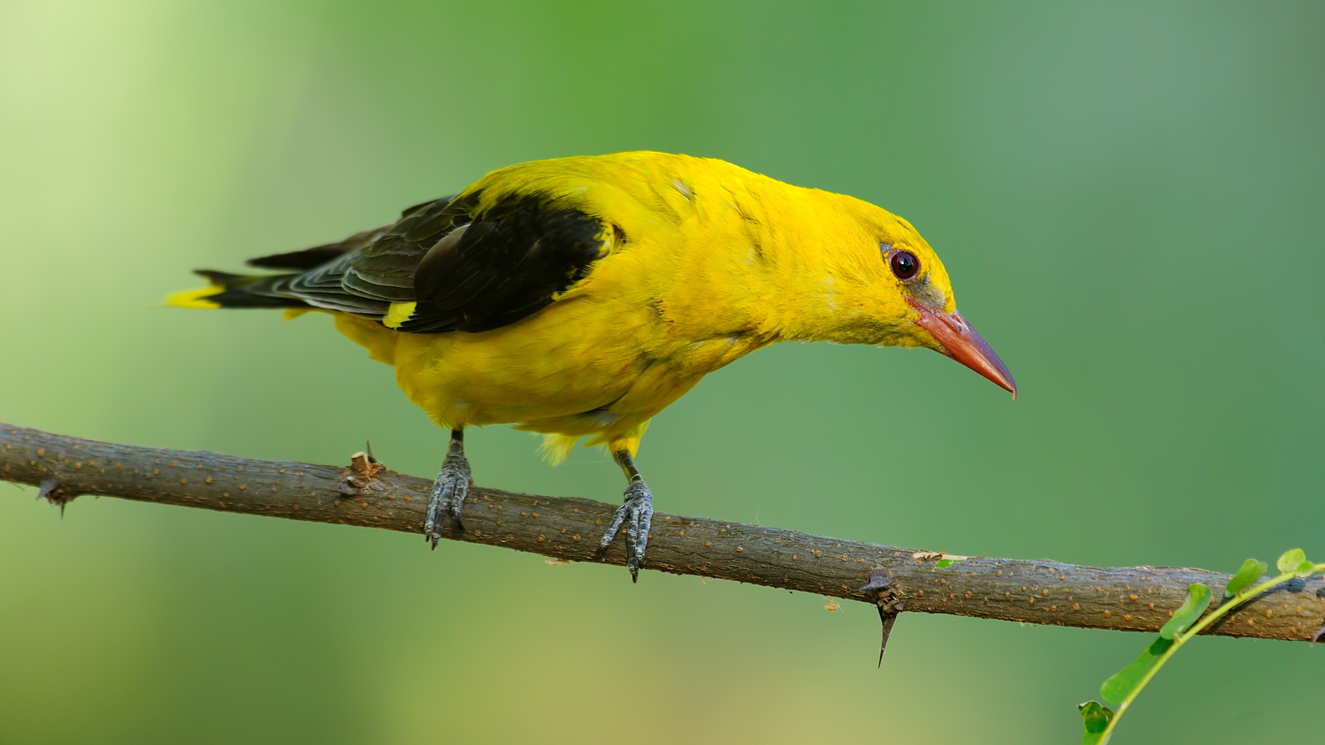 Sarıasma » Eurasian Golden Oriole » Oriolus oriolus