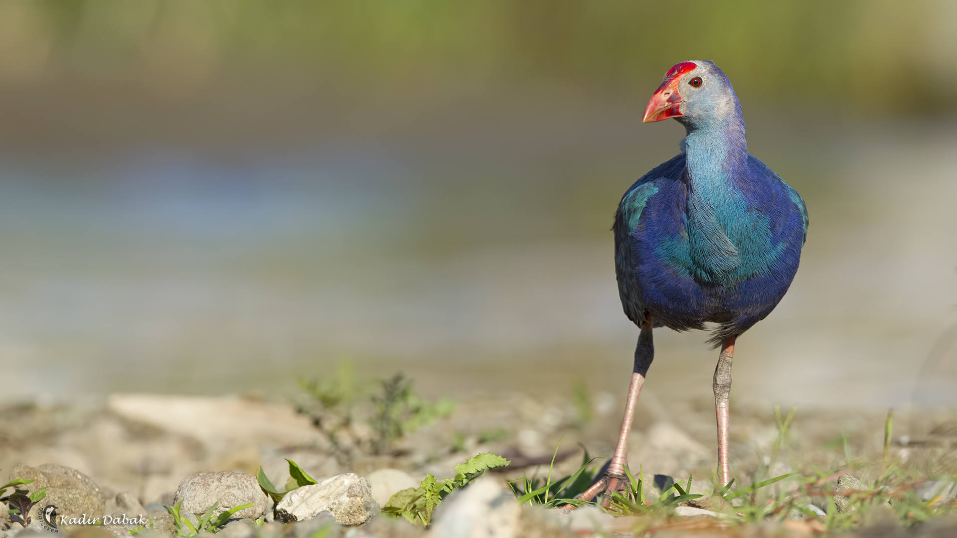 Sazhorozu » Grey-headed Swamphen » Porphyrio poliocephalus