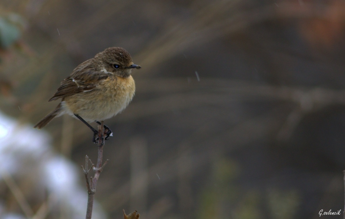 Taşkuşu » European Stonechat » Saxicola rubicola