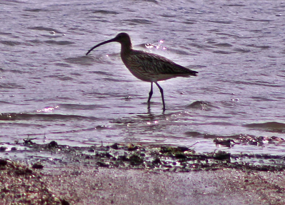 Kervançulluğu » Eurasian Curlew » Numenius arquata