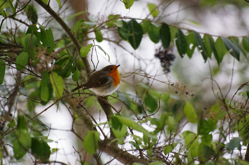 Kızılgerdan » European Robin » Erithacus rubecula