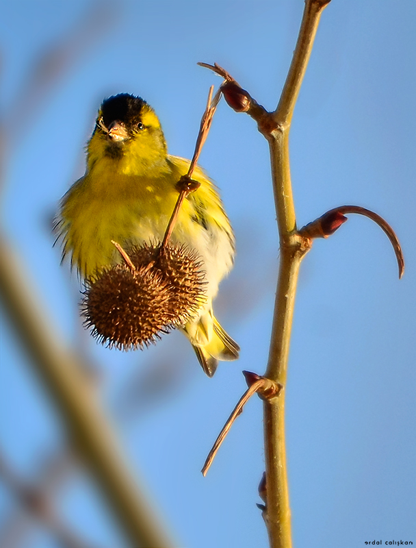 Karabaşlı iskete » Eurasian Siskin » Spinus spinus