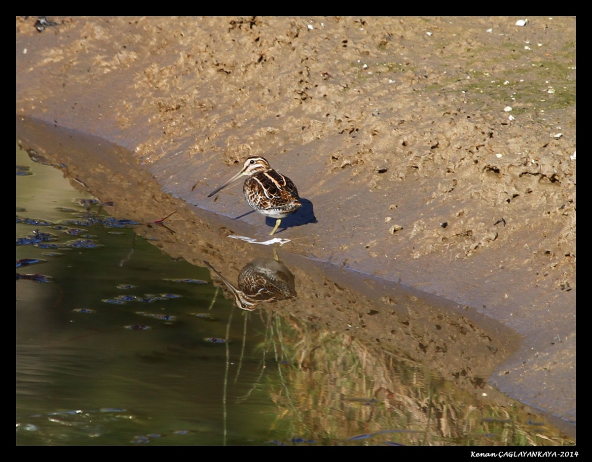 Suçulluğu » Common Snipe » Gallinago gallinago