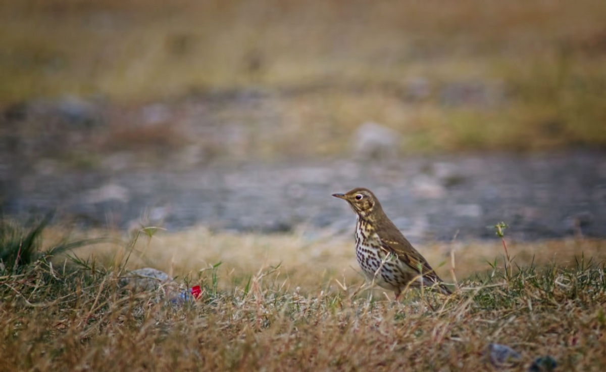 Öter ardıç » Song Thrush » Turdus philomelos