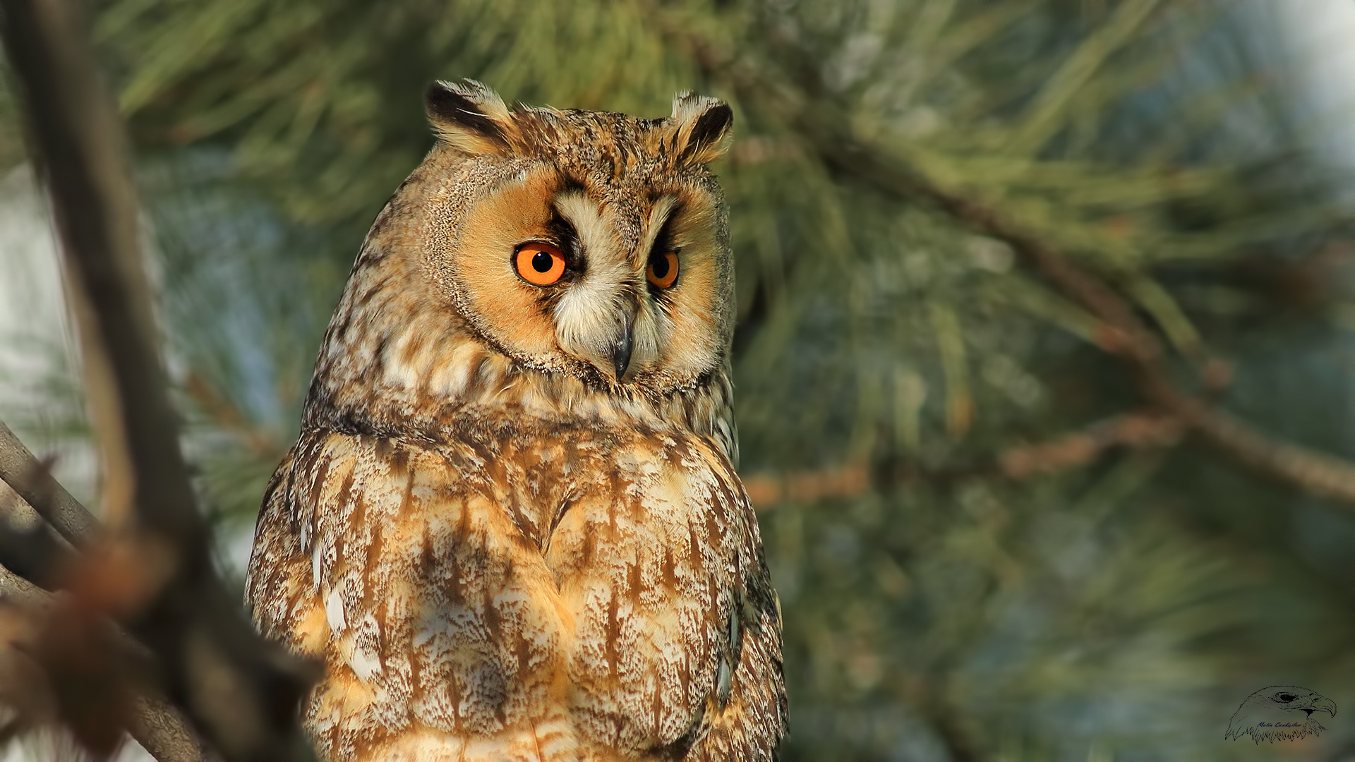 Kulaklı orman baykuşu » Long-eared Owl » Asio otus