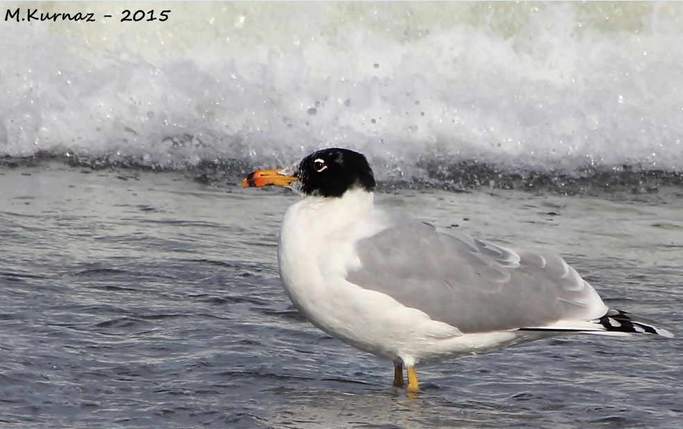 Büyük karabaş martı » Pallas`s Gull » Ichthyaetus ichthyaetus