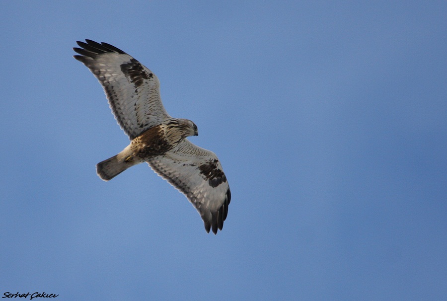 Paçalı şahin » Rough-legged Buzzard » Buteo lagopus
