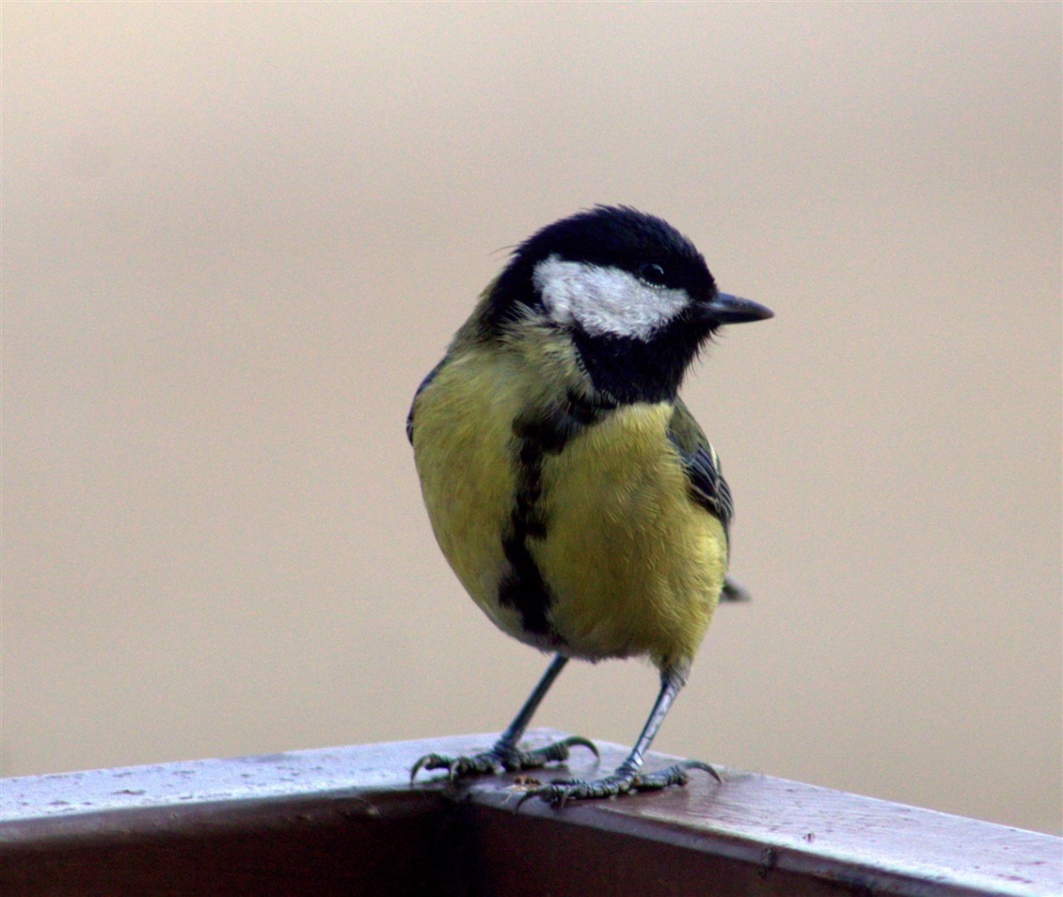 Büyük baştankara » Great Tit » Parus major