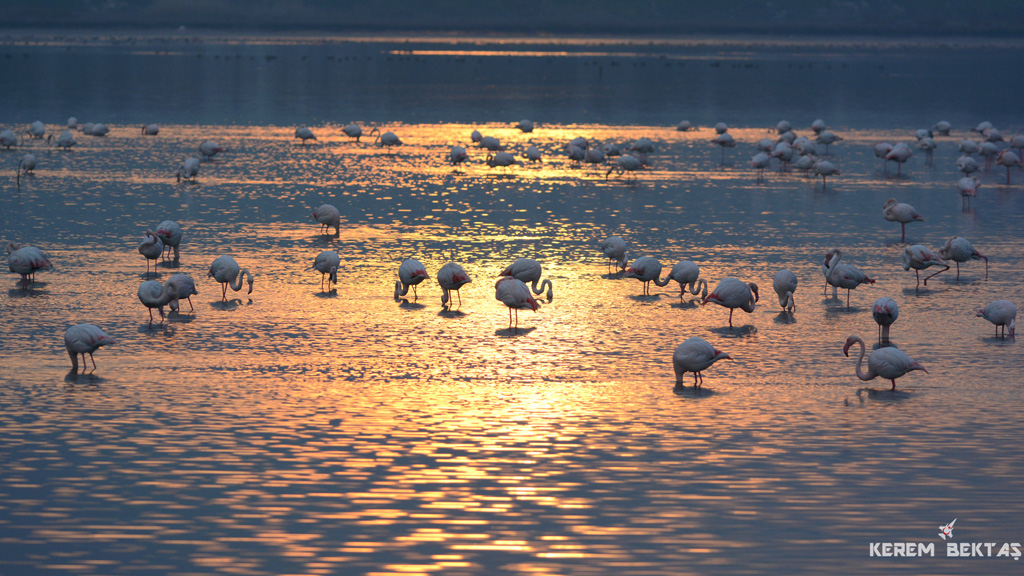 Flamingo » Greater Flamingo » Phoenicopterus roseus