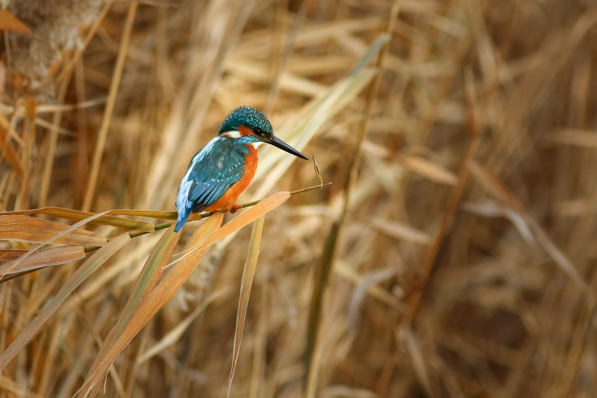 Yalıçapkını » Common Kingfisher » Alcedo atthis