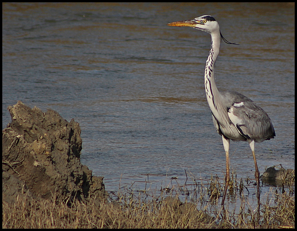 Gri balıkçıl » Grey Heron » Ardea cinerea