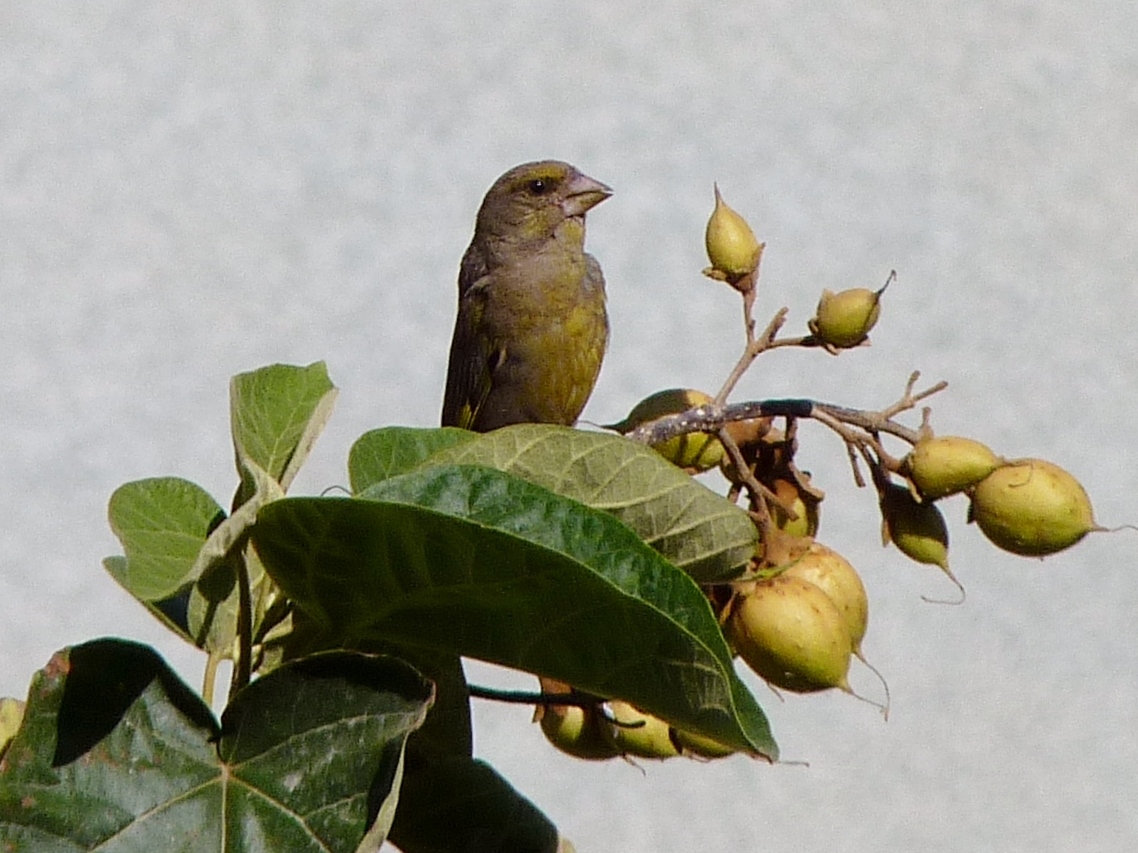 Florya » European Greenfinch » Chloris chloris