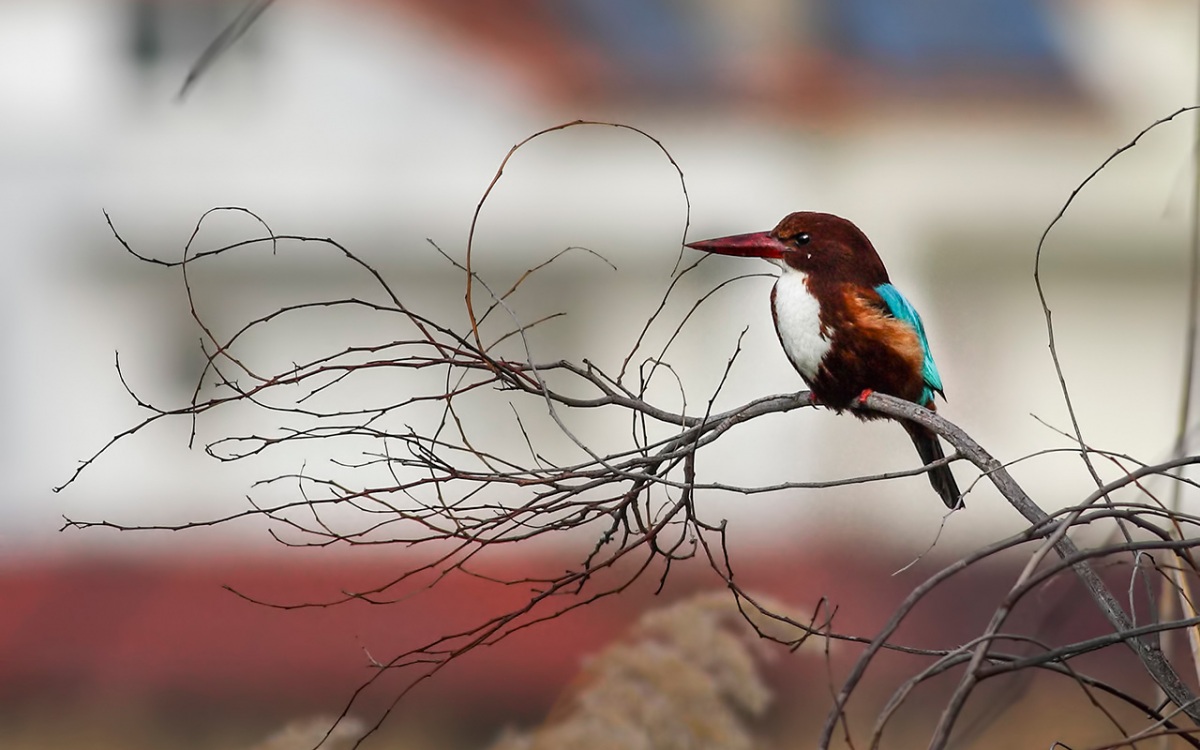 İzmir yalıçapkını » White-throated Kingfisher » Halcyon smyrnensis