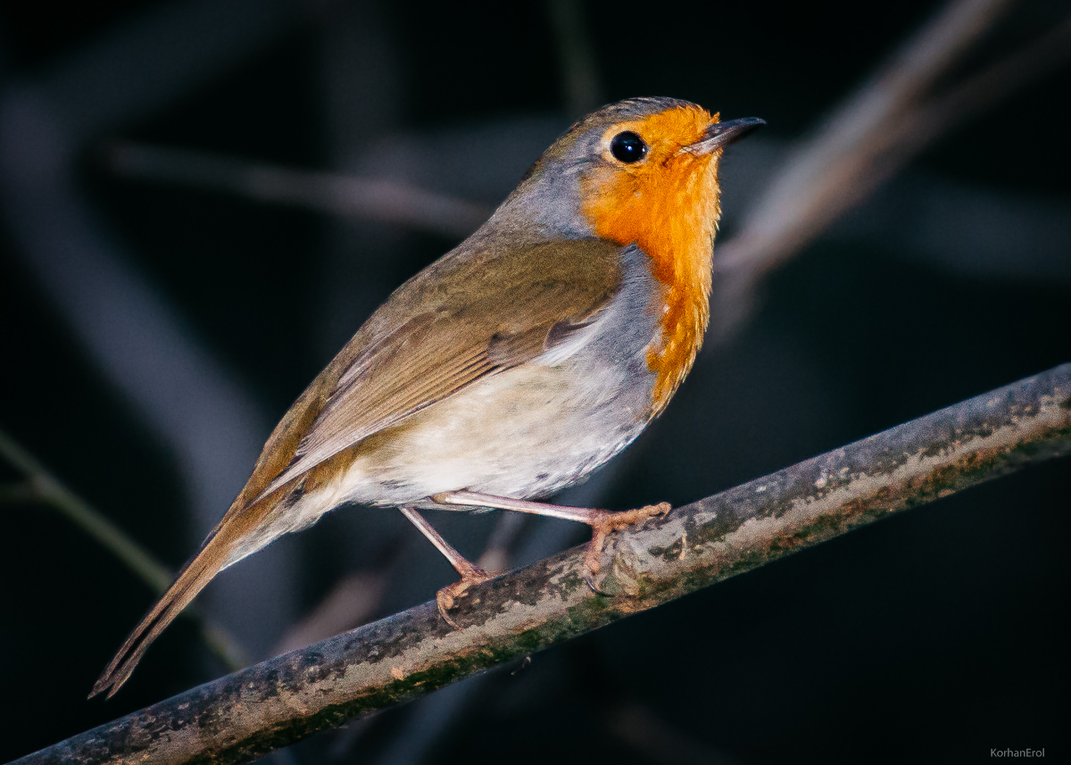 Kızılgerdan » European Robin » Erithacus rubecula
