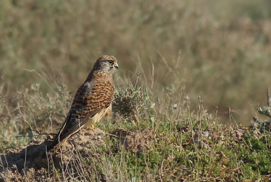 Küçük kerkenez » Lesser Kestrel » Falco naumanni