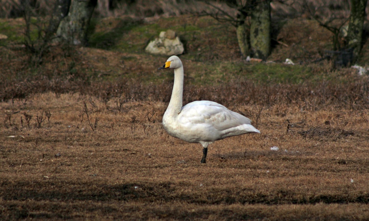 Ötücü kuğu » Whooper Swan » Cygnus cygnus