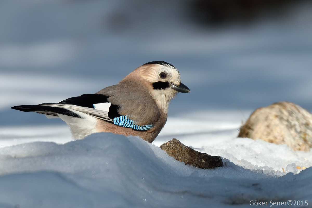 Alakarga » Eurasian Jay » Garrulus glandarius