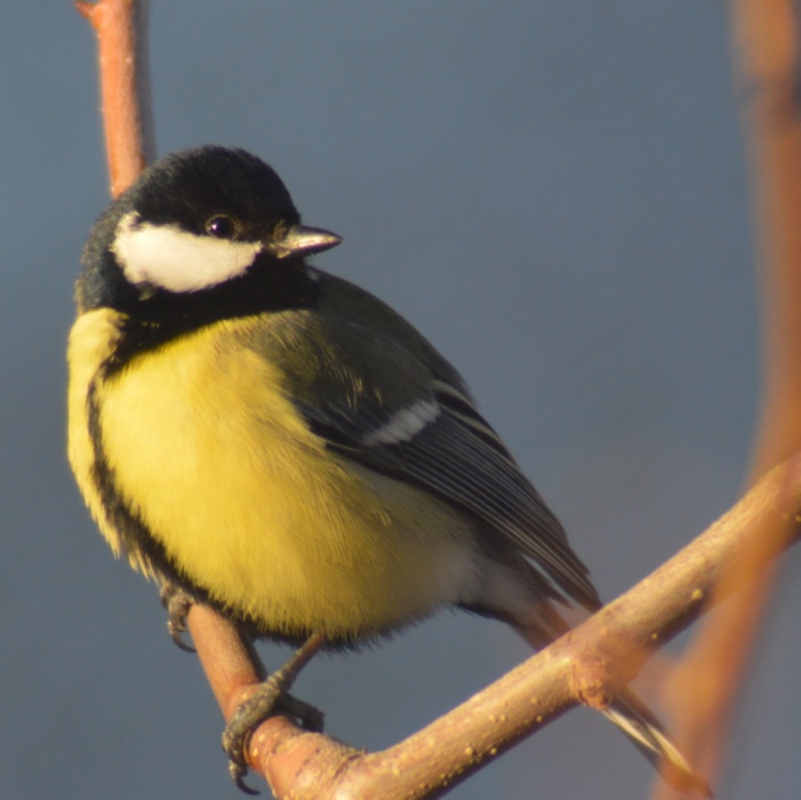 Büyük baştankara » Great Tit » Parus major