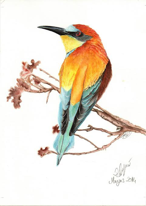 Arıkuşu » European Bee-eater » Merops apiaster