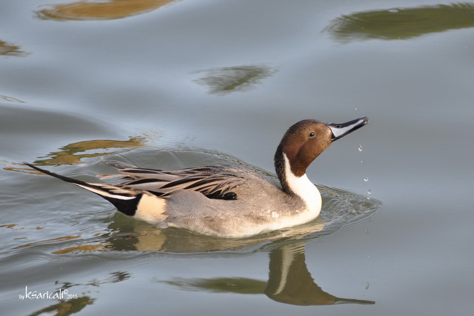 Kılkuyruk » Northern Pintail » Anas acuta