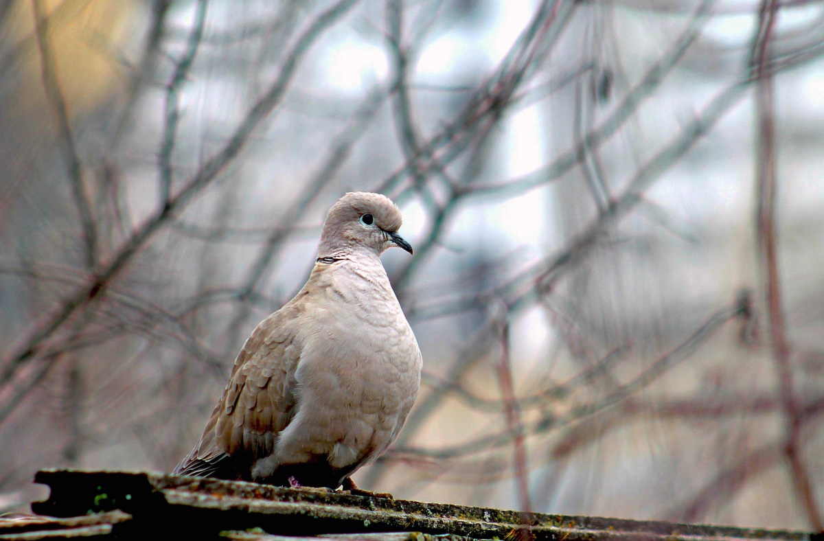 Kumru » Eurasian Collared Dove » Streptopelia decaocto