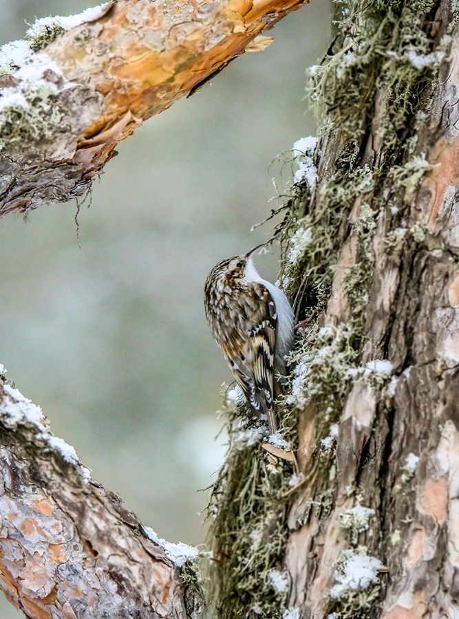Orman tırmaşıkkuşu » Eurasian Treecreeper » Certhia familiaris