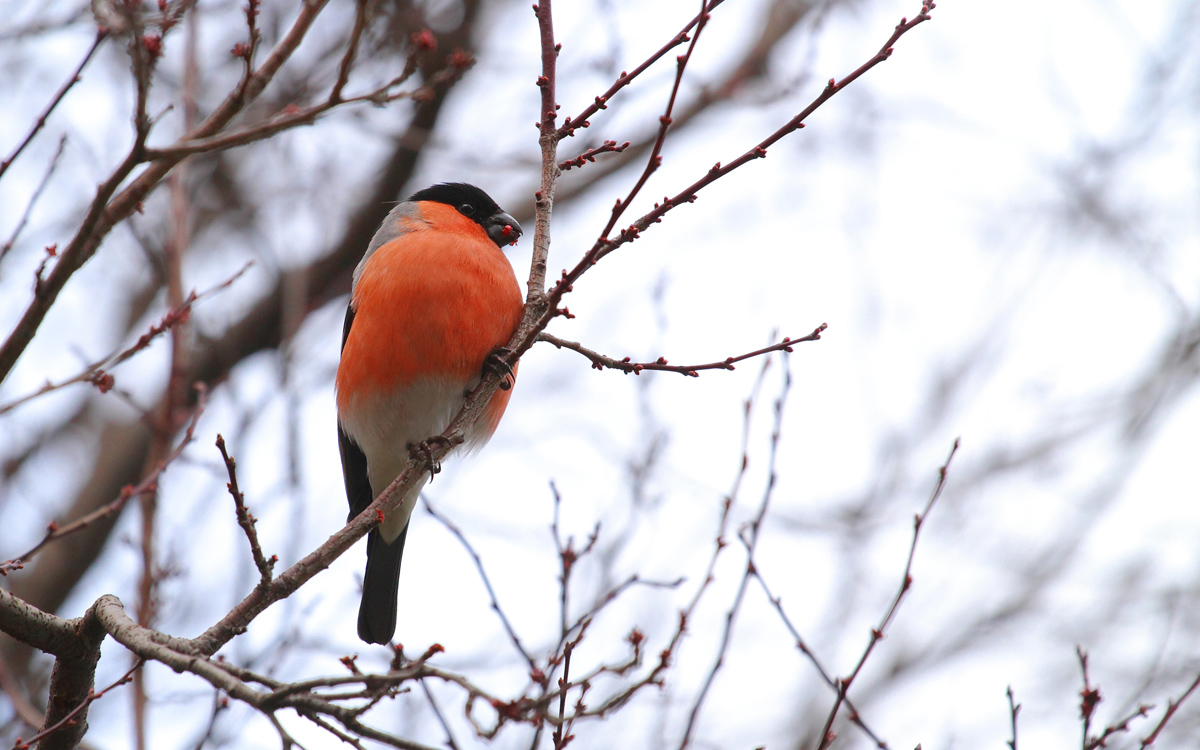 Şakrak » Eurasian Bullfinch » Pyrrhula pyrrhula