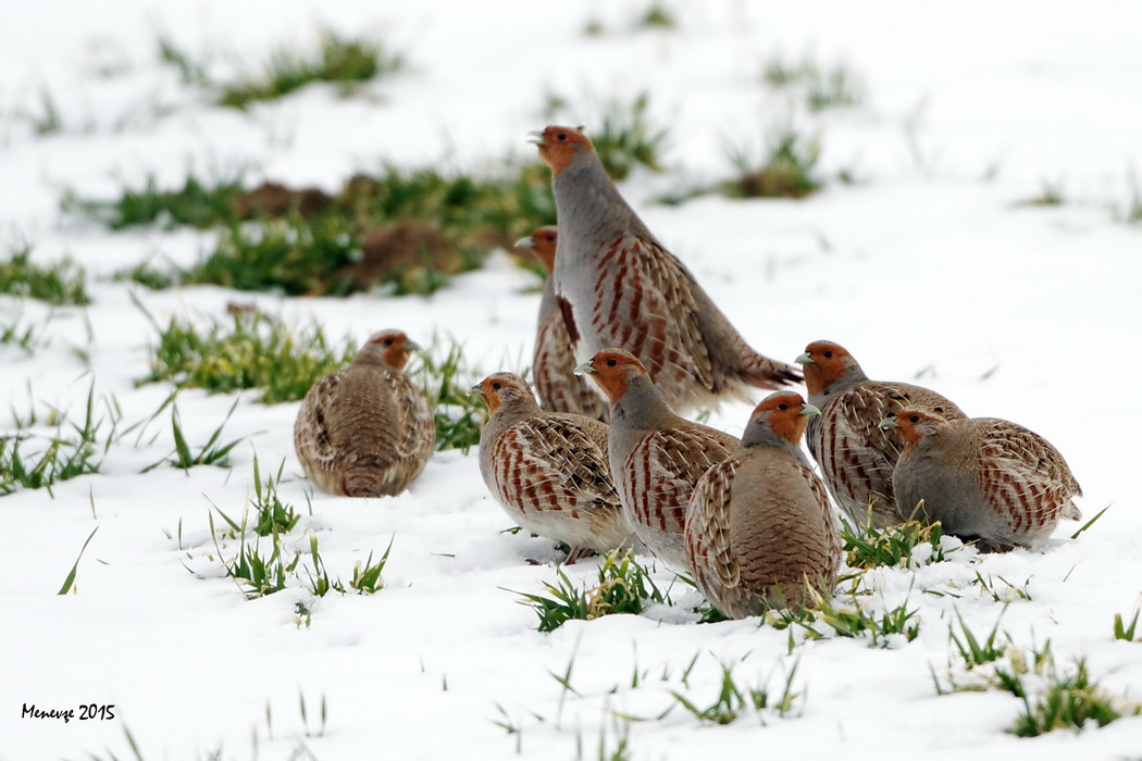 Çilkeklik » Grey Partridge » Perdix perdix