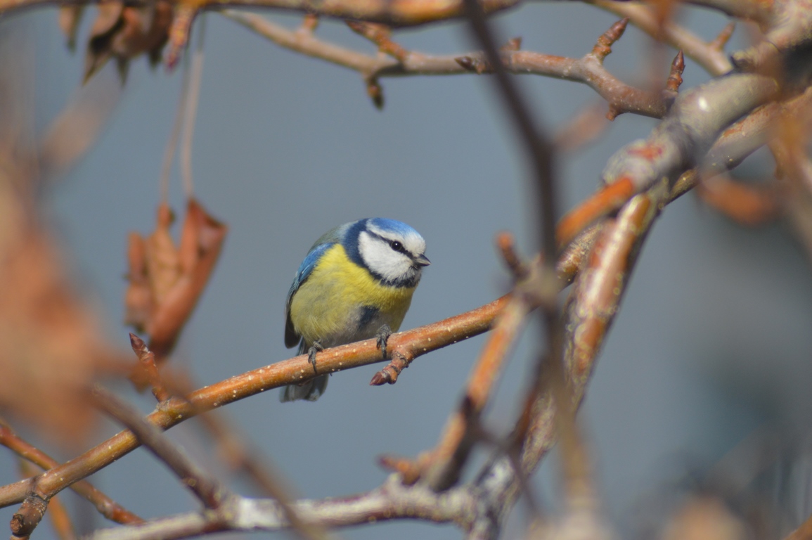 Mavi baştankara » Eurasian Blue Tit » Cyanistes caeruleus