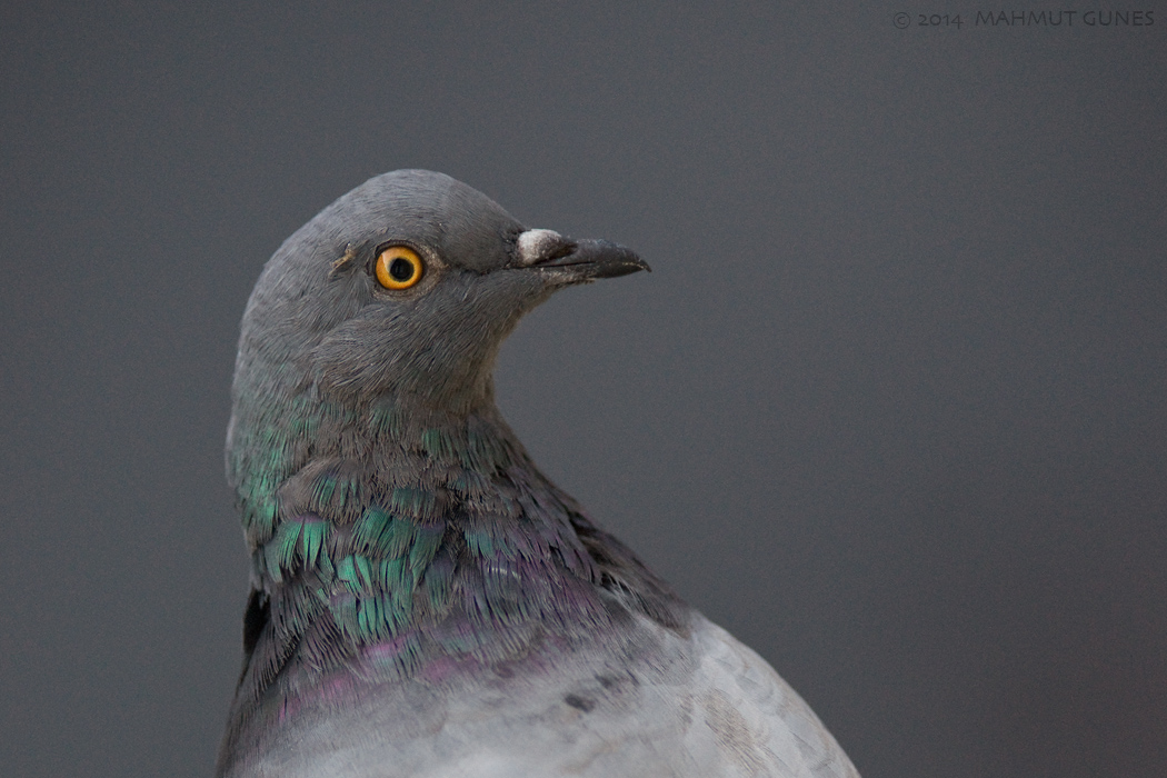 Kaya güvercini » Rock Dove » Columba livia