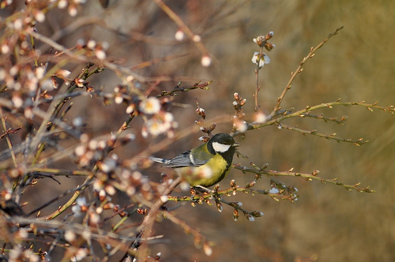 Büyük baştankara » Great Tit » Parus major