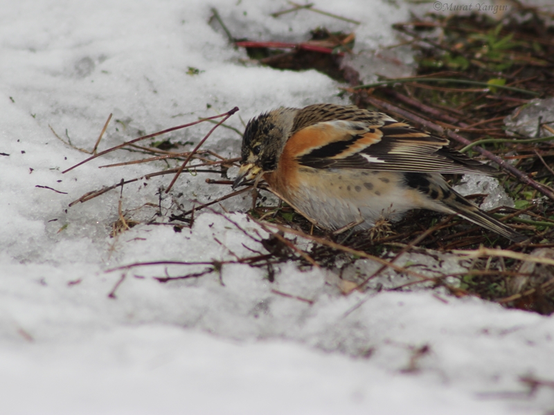 Dağ ispinozu » Brambling » Fringilla montifringilla
