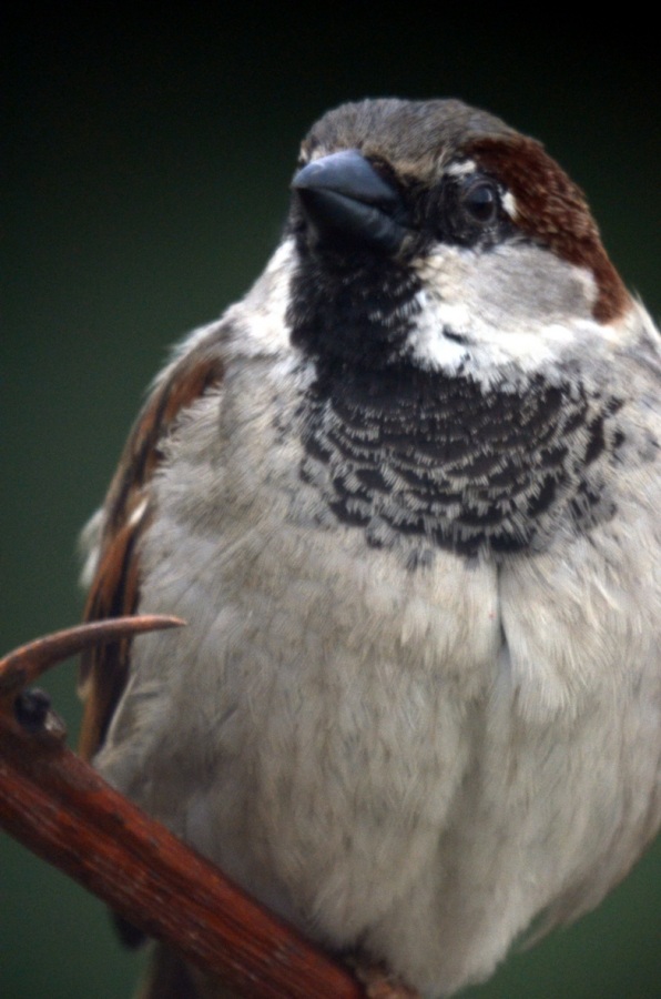 Serçe » House Sparrow » Passer domesticus