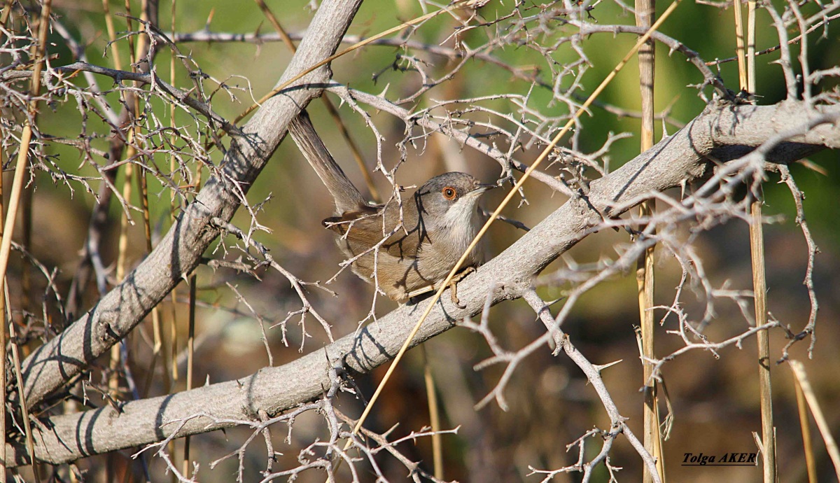 Maskeli ötleğen » Sardinian Warbler » Sylvia melanocephala