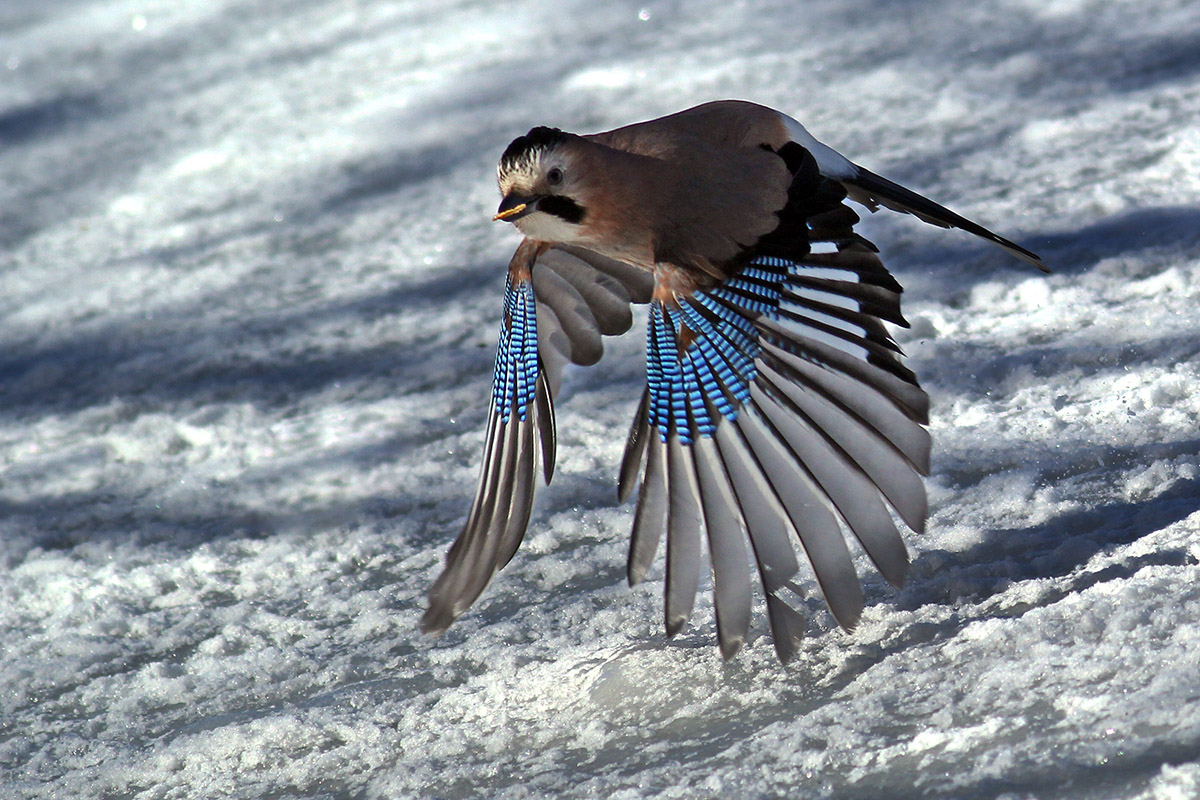 Alakarga » Eurasian Jay » Garrulus glandarius