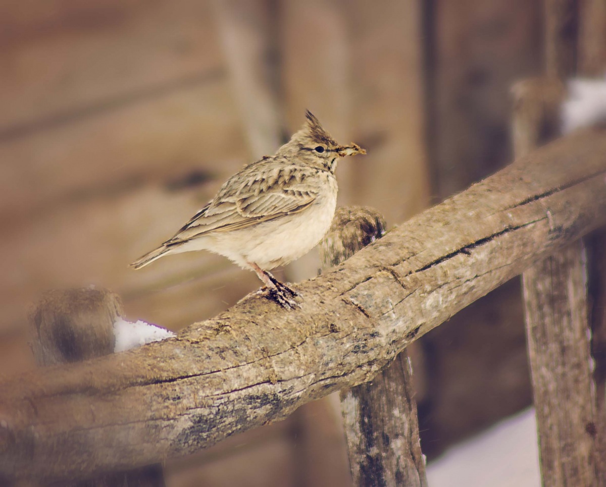 Tepeli toygar » Crested Lark » Galerida cristata